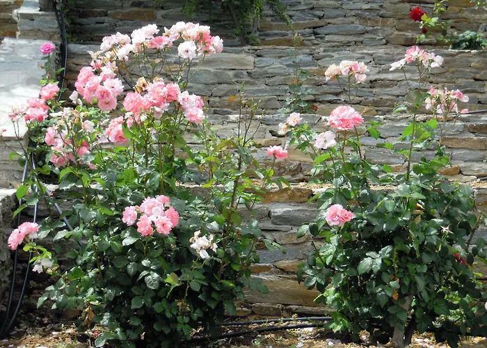 Guest house Blue Dolphin 4*