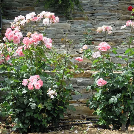 Vendégház Blue Dolphin 4*